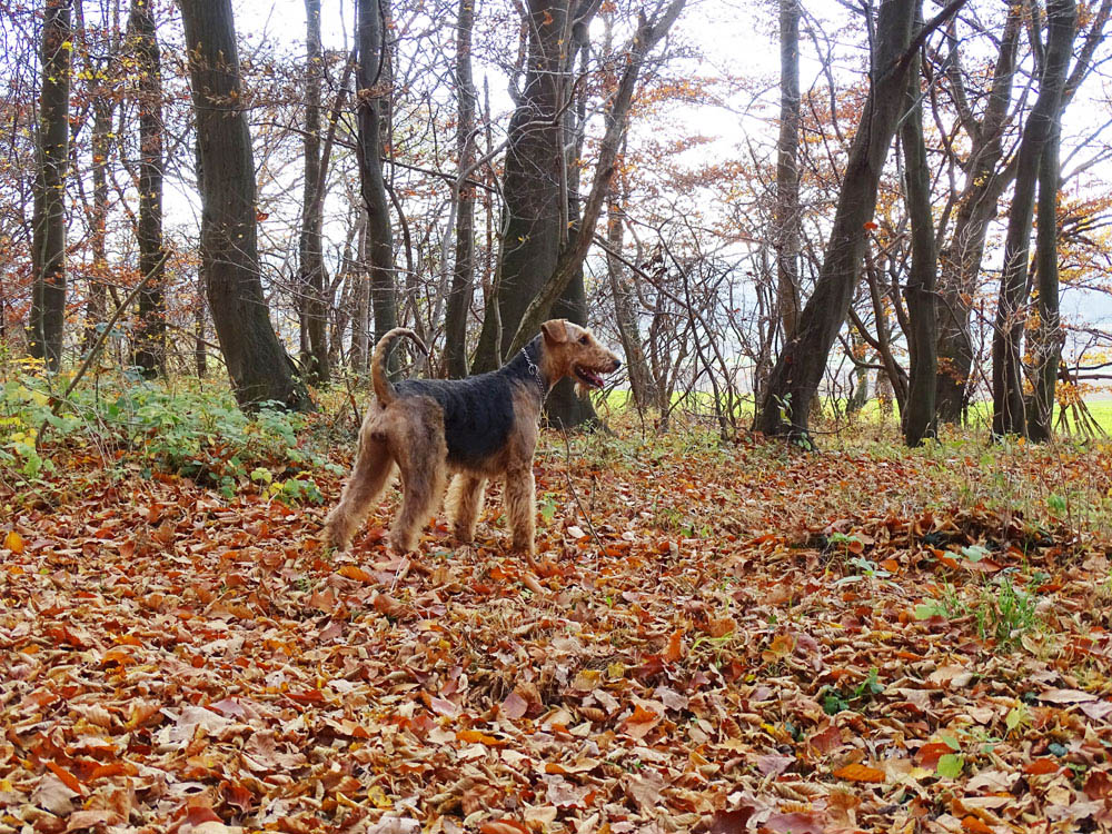 Airedale Terrier Hündin Yedda von Haus Schirmer